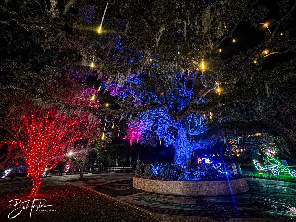 20241129-Christnas Lights -1.jpg