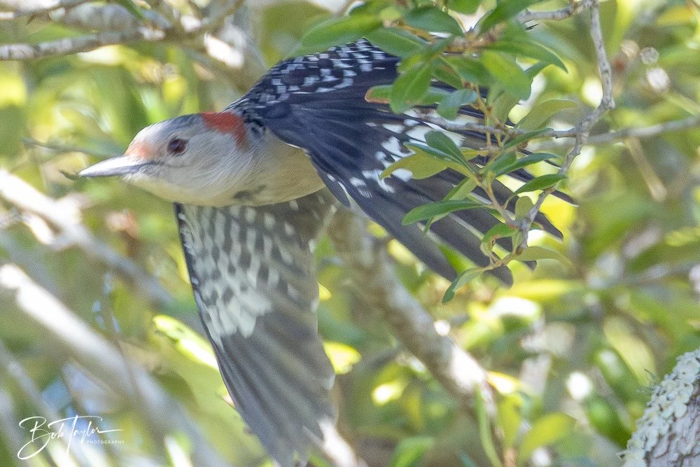 20251111-Cape San Blas All -33.jpg