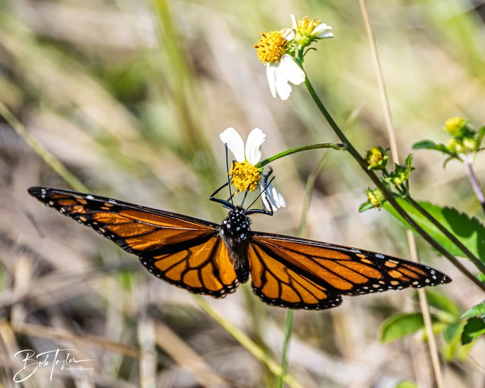 20251113-Cape San Blas All -120.jpg