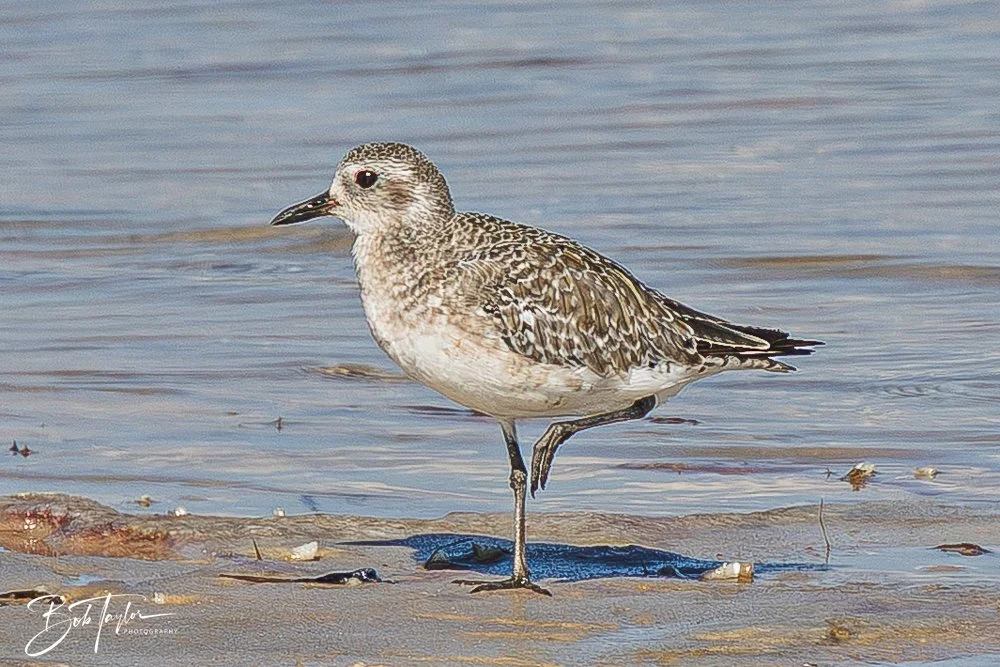 20251113-Cape San Blas All -140.jpg