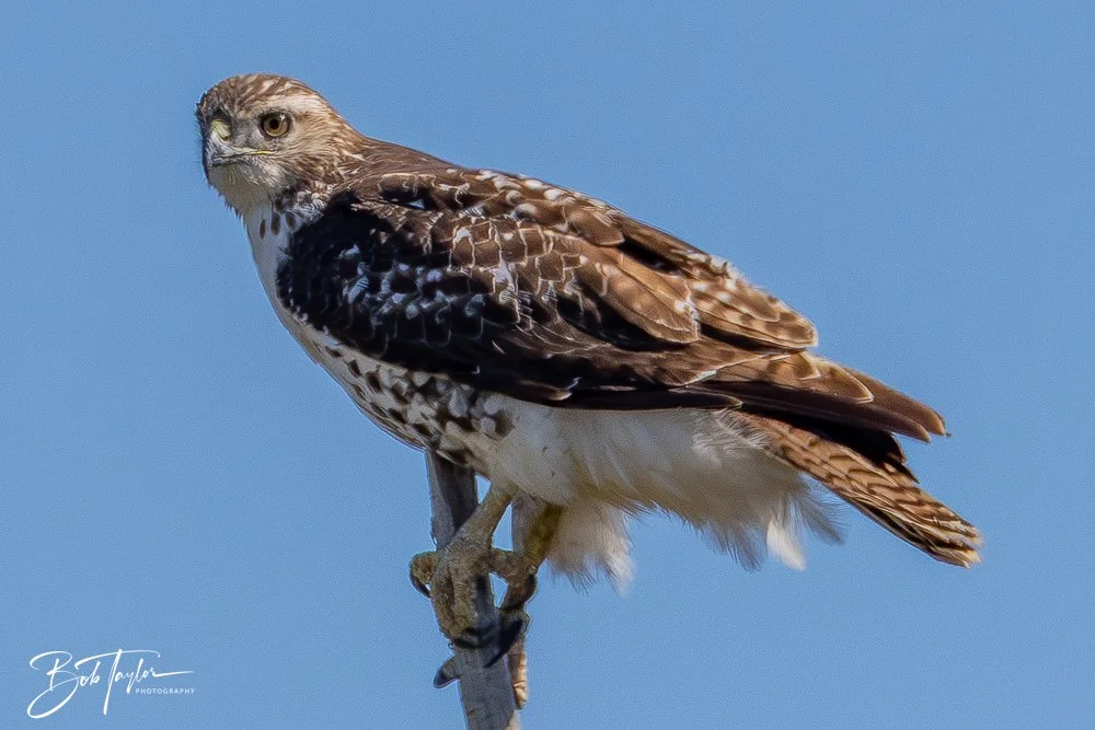 20251111-Cape San Blas All -42.jpg