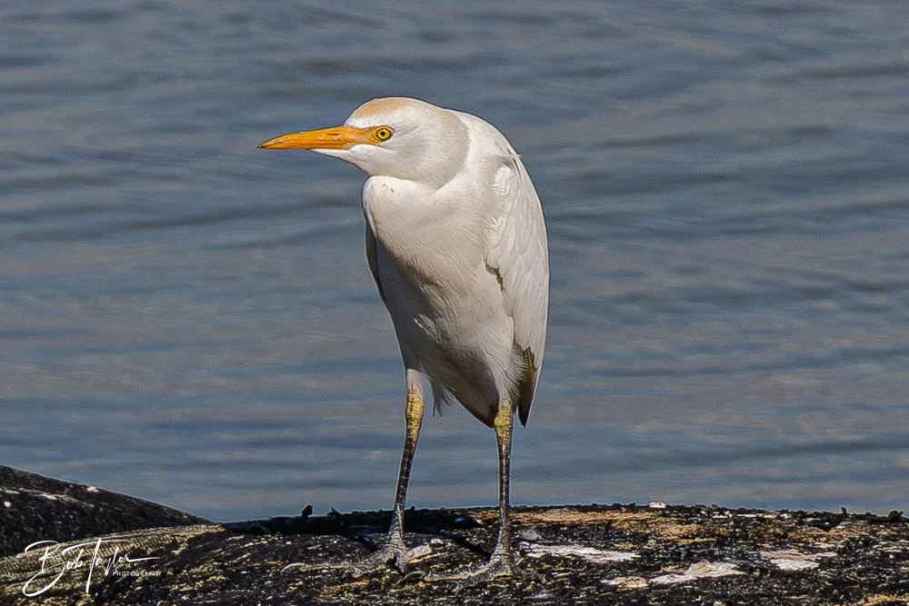 20251113-Cape San Blas All -157.jpg