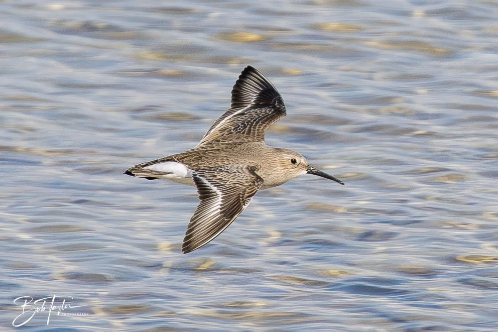 20251113-Cape San Blas All -137.jpg