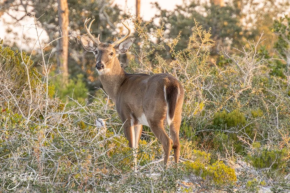 20251114-Cape San Blas All -245.jpg
