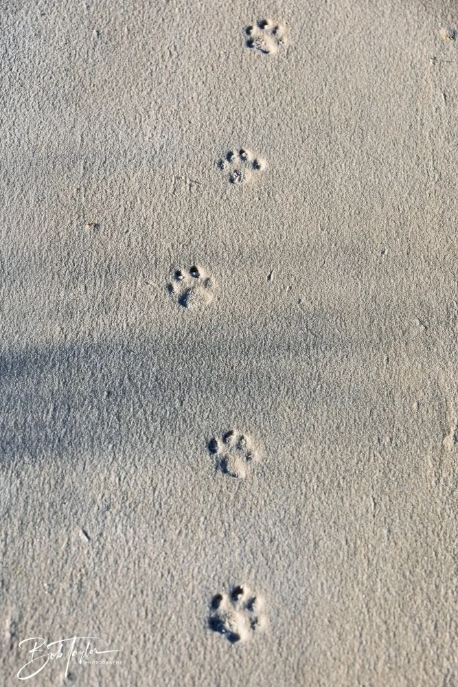 20251114-Cape San Blas All -220.jpg