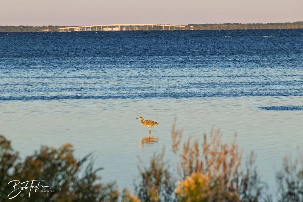 20251110-Cape San Blas All -27.jpg