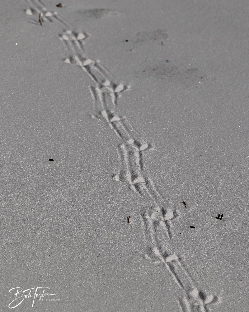 20251112-Cape San Blas All -69.jpg