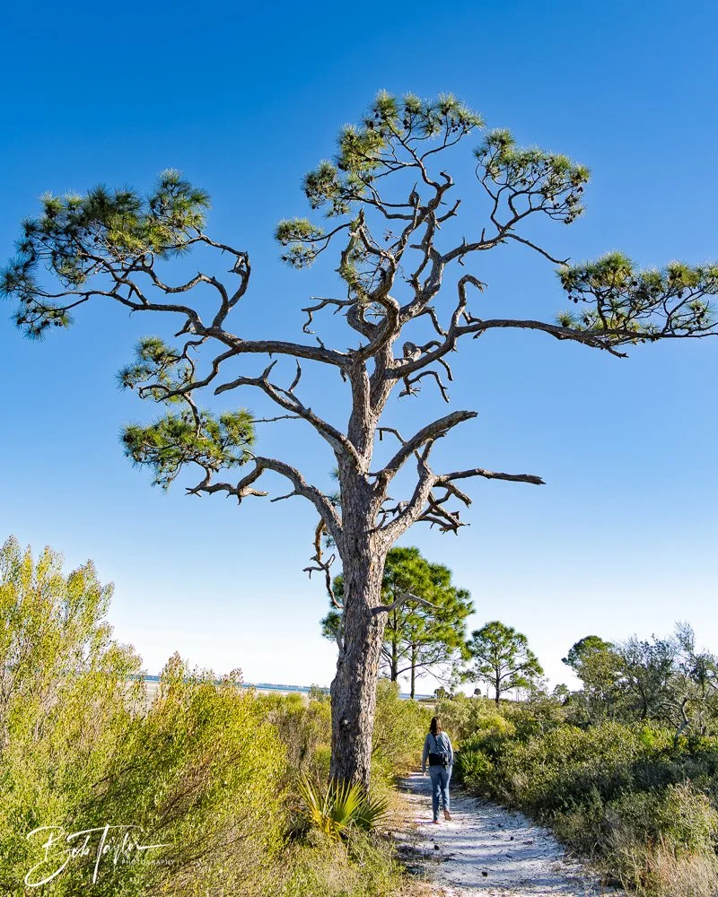 20251111-Cape San Blas All -57.jpg