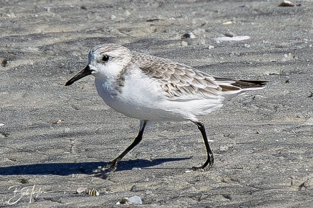 20251113-Cape San Blas All -147.jpg