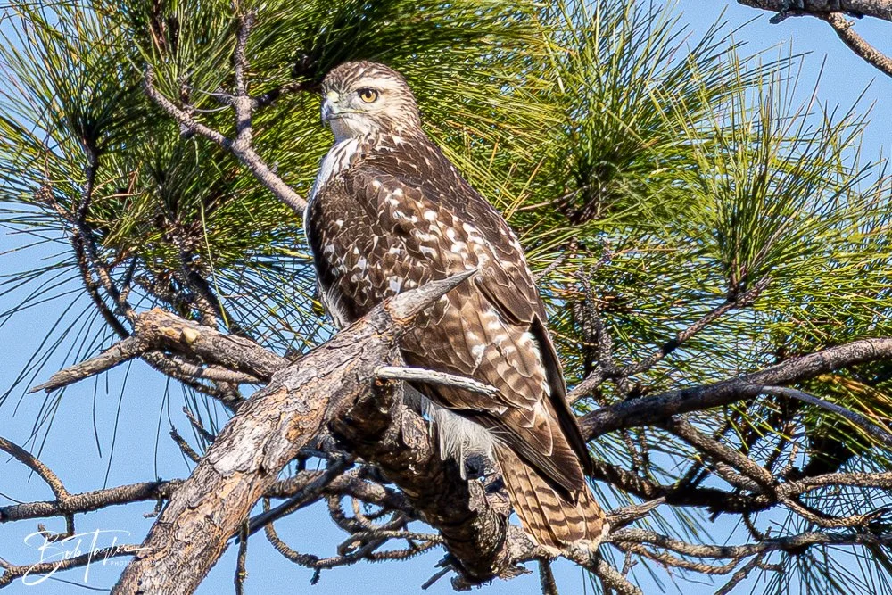 20251111-Cape San Blas All -51.jpg