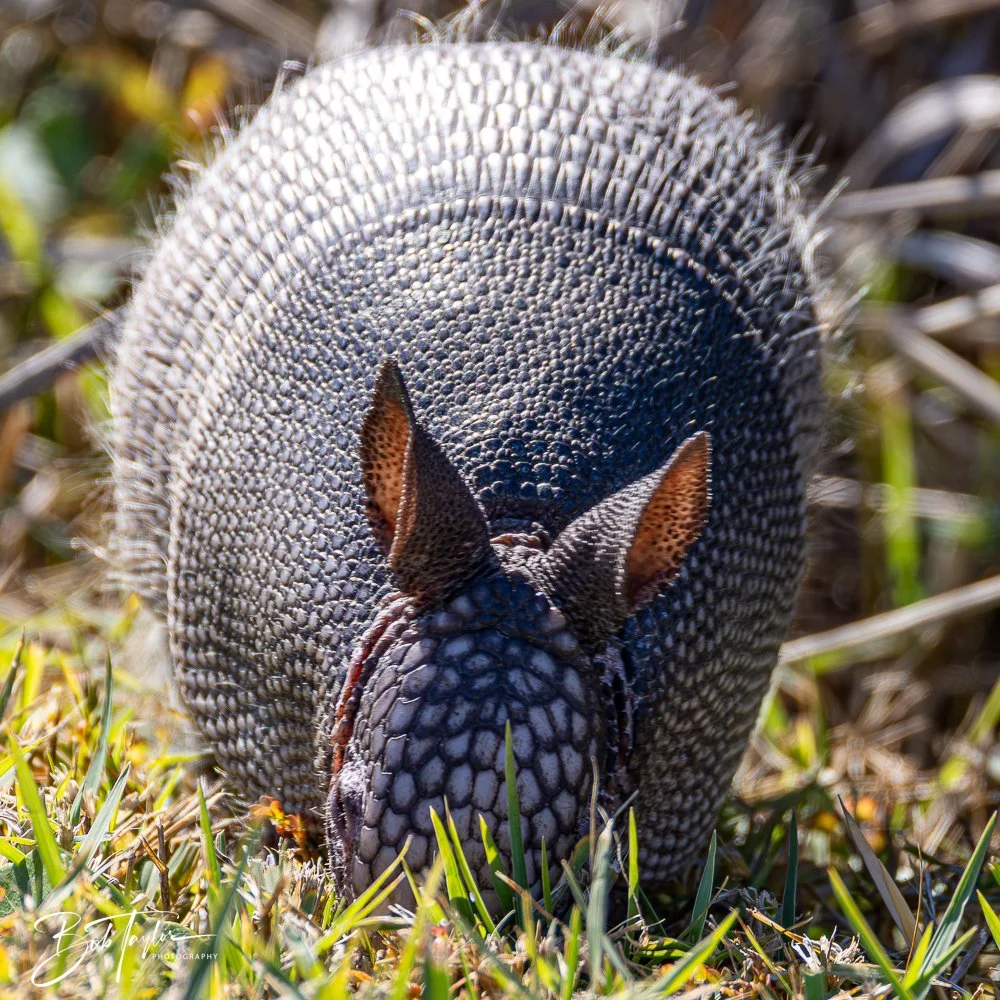 20251113-Cape San Blas All -123.jpg