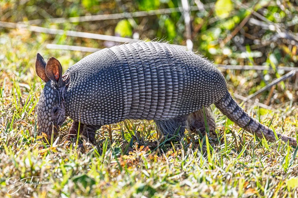 20251113-Cape San Blas All -124.jpg