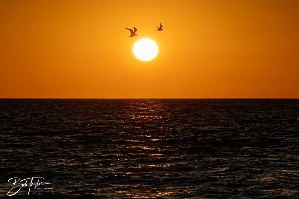 20251113-Cape San Blas All -167.jpg