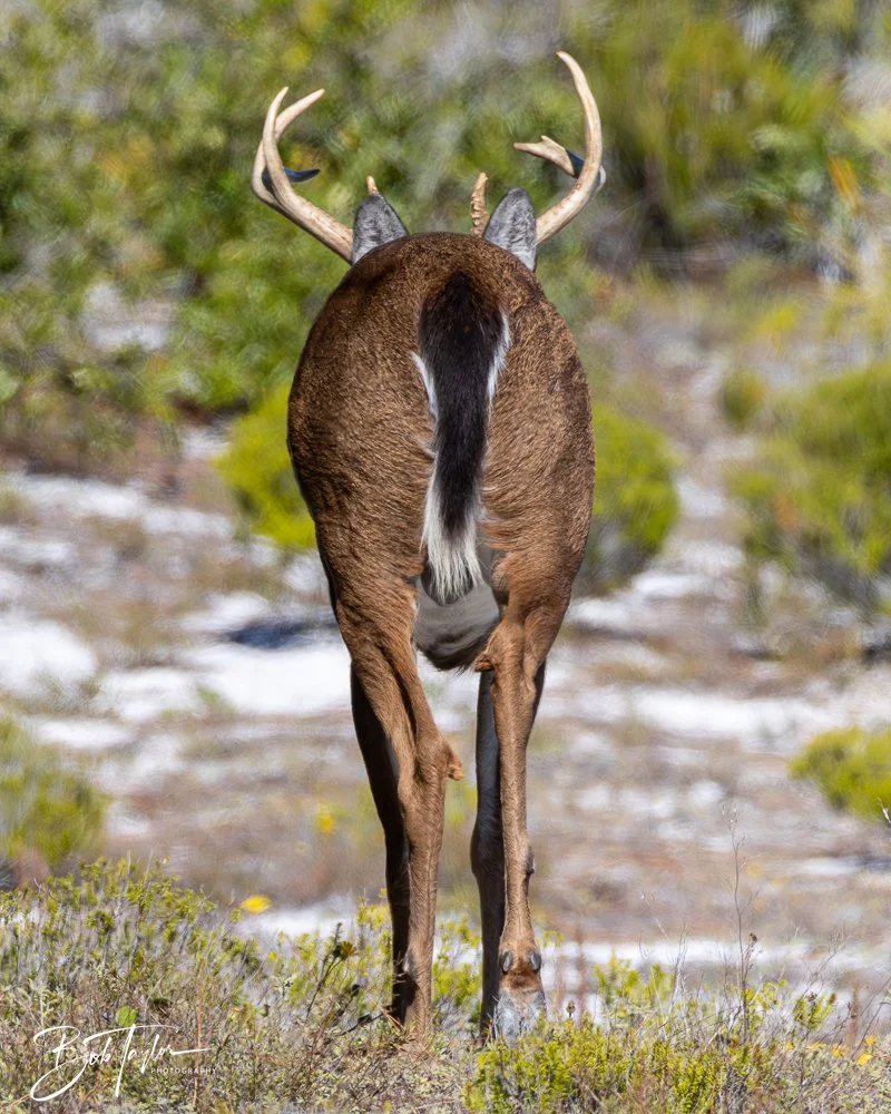 20251111-Cape San Blas All -35.jpg