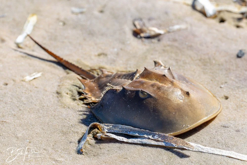 20251112-Cape San Blas All -93.jpg
