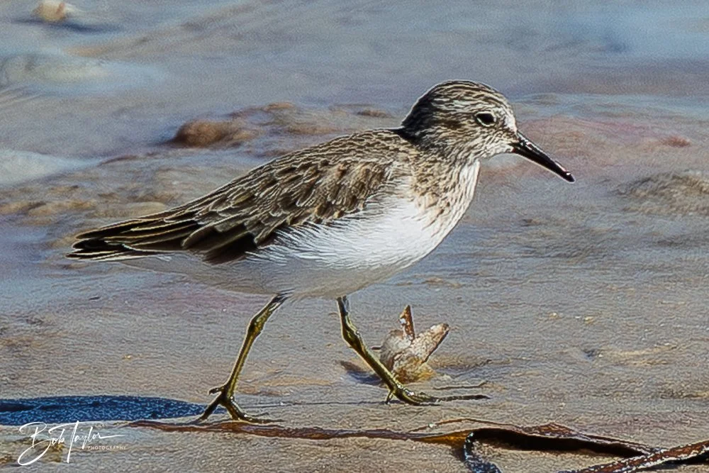 20251113-Cape San Blas All -142.jpg