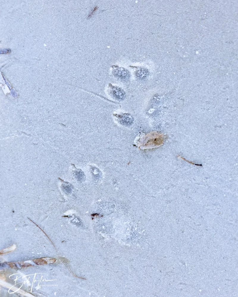 20251114-Cape San Blas All -231.jpg