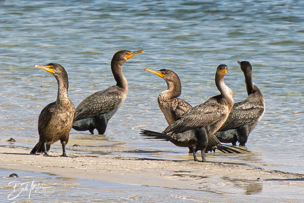 20251113-Cape San Blas All -129.jpg