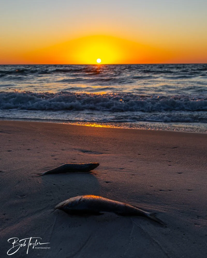 20251113-Cape San Blas All -168.jpg