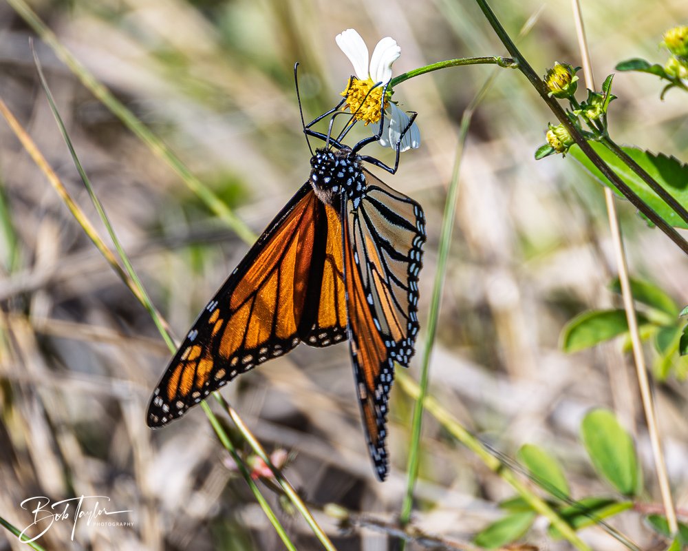 20251113-Cape San Blas All -121.jpg