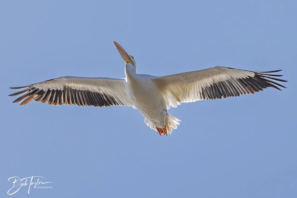 20251114-Cape San Blas All -176.jpg