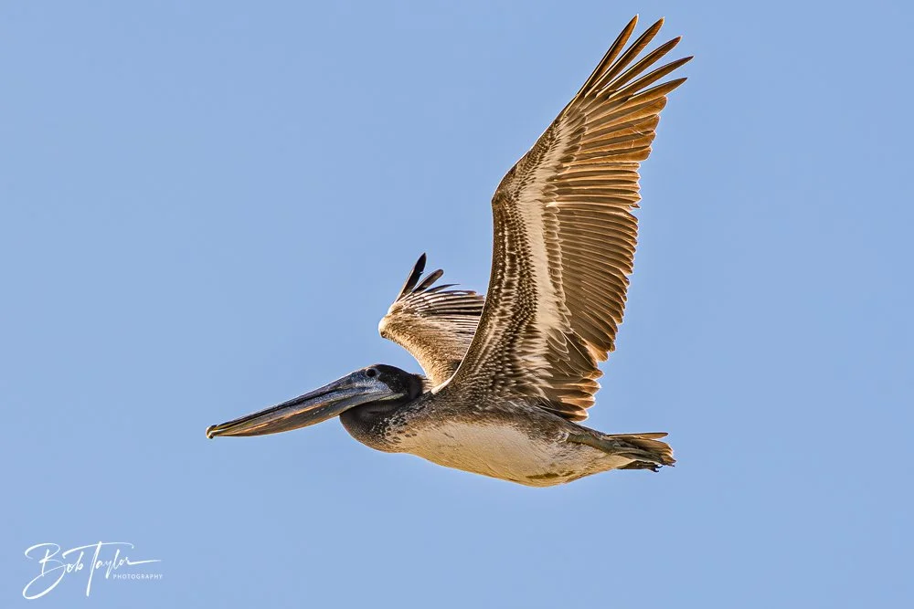 20251113-Cape San Blas All -135.jpg