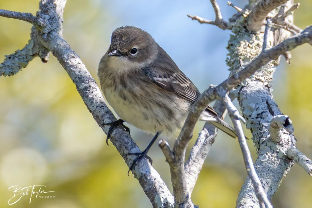 20251111-Cape San Blas All -32.jpg
