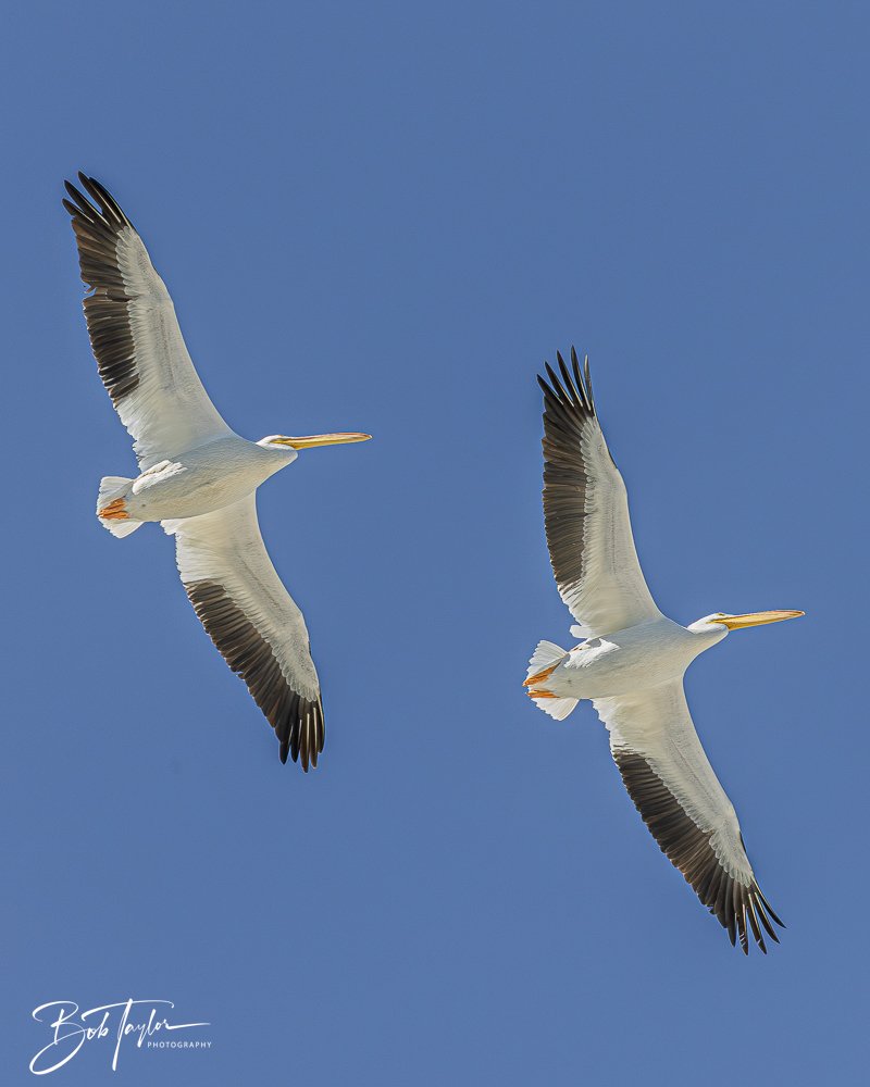 20251112-Cape San Blas All -78.jpg