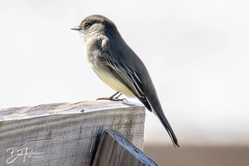 20251111-Cape San Blas All -50.jpg