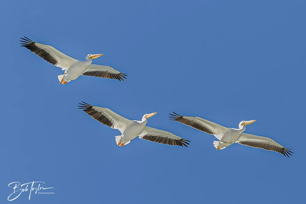20251112-Cape San Blas All -75.jpg