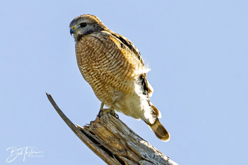 20251111-Cape San Blas All -28.jpg