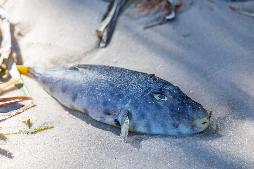 20251114-Cape San Blas All -208.jpg