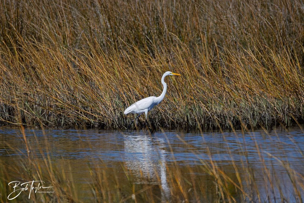 20251114-Cape San Blas All -180.jpg