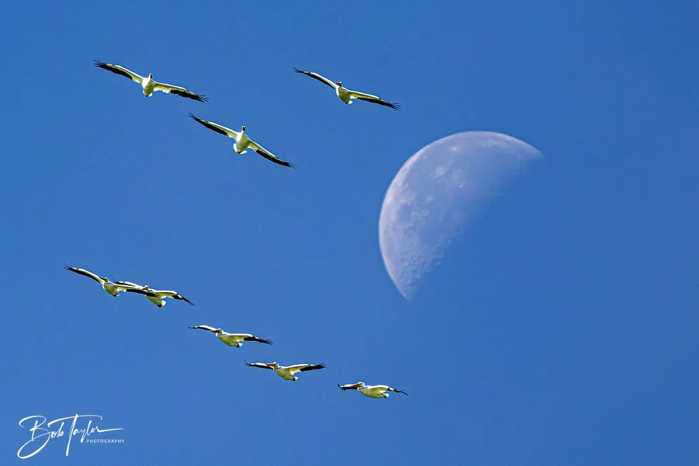 20251112-Cape San Blas All -83.jpg