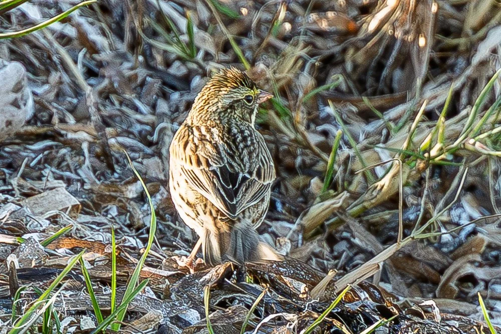 20251114-Cape San Blas All -226.jpg