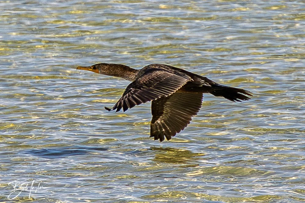 20251113-Cape San Blas All -133.jpg