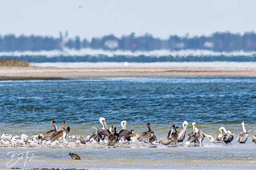 20251111-Cape San Blas All -40.jpg