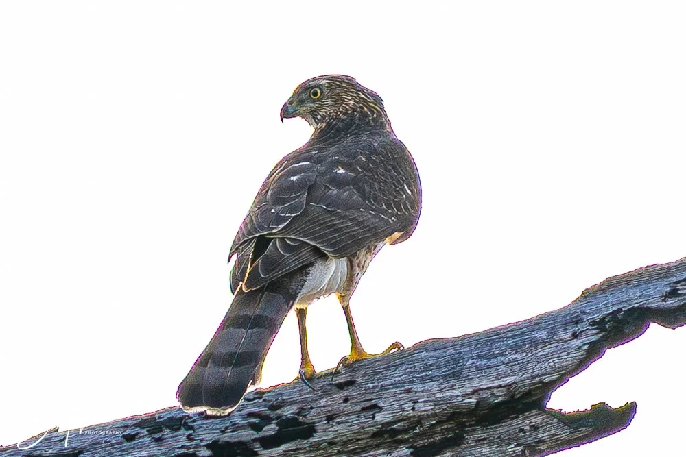 20251109-Cape San Blas All -13.jpg