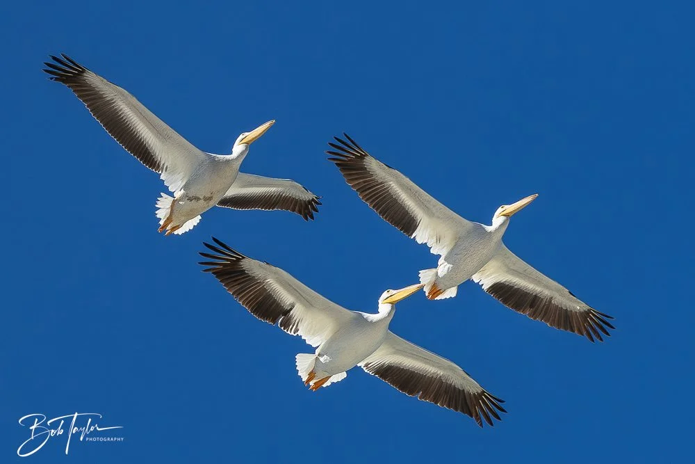 20251112-Cape San Blas All -77.jpg
