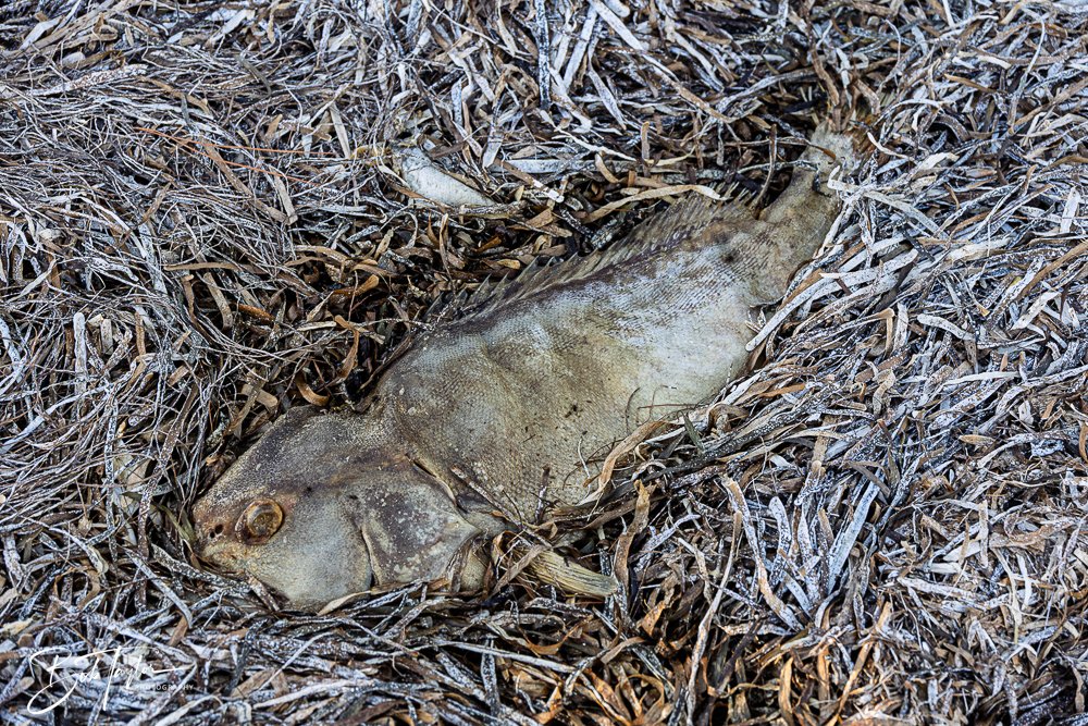 20251114-Cape San Blas All -228.jpg