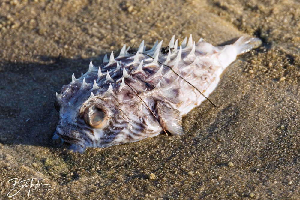 20251114-Cape San Blas All -223.jpg