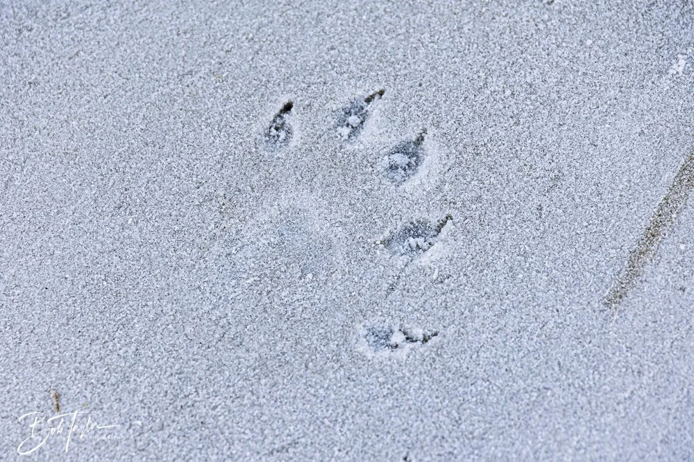 20251114-Cape San Blas All -229.jpg