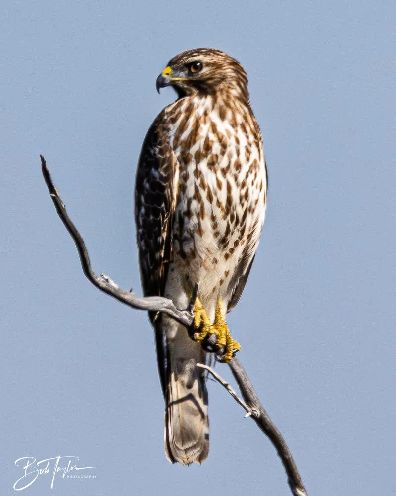 20251114-Cape San Blas All -190.jpg