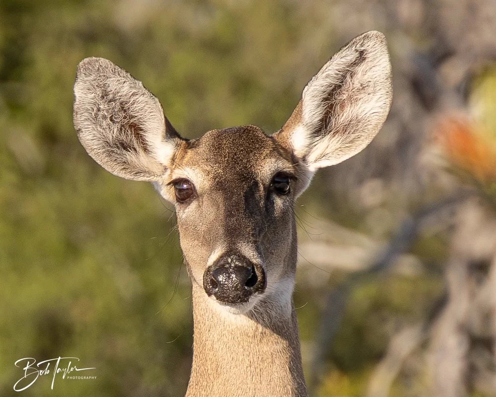 20251114-Cape San Blas All -217.jpg