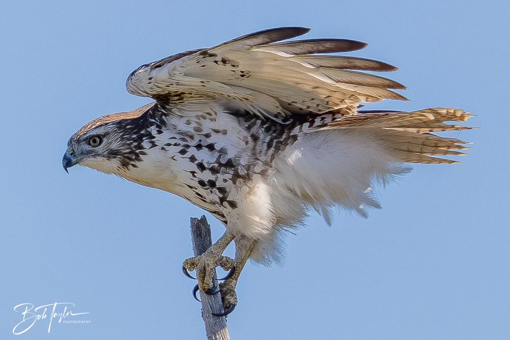 20251111-Cape San Blas All -41.jpg