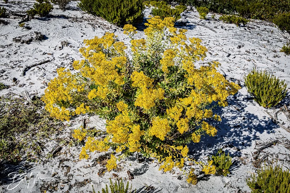 20251111-Cape San Blas All -53.jpg