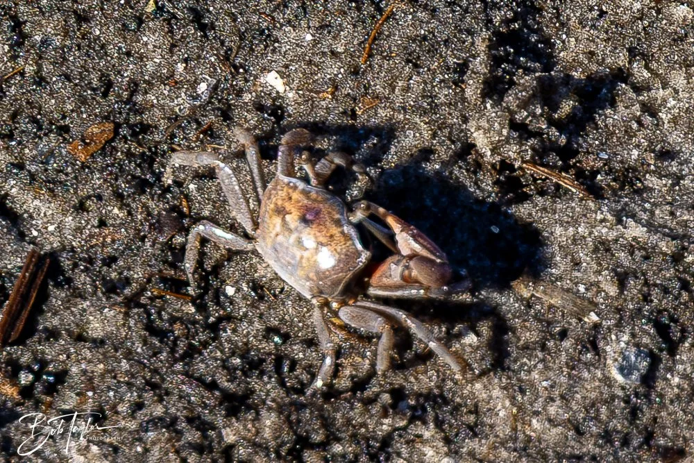 20251111-Cape San Blas All -60.jpg