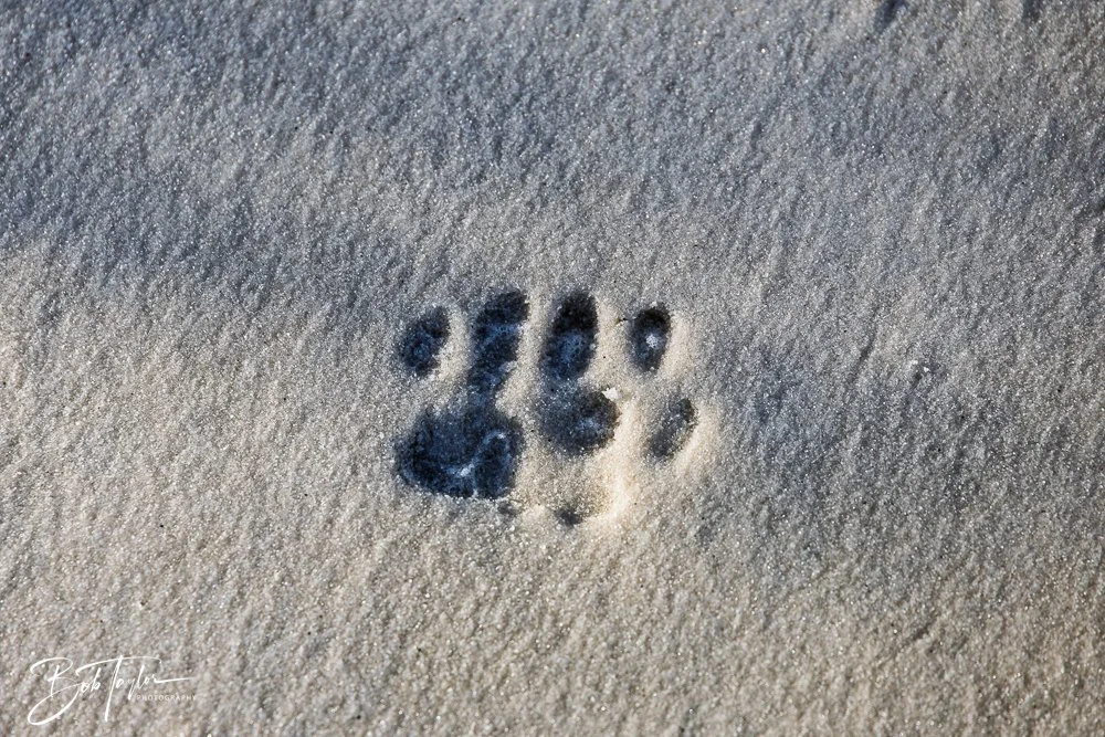 20251114-Cape San Blas All -219.jpg