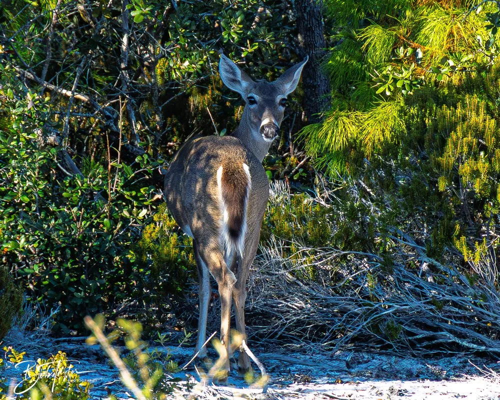 20251114-Cape San Blas All -213.jpg