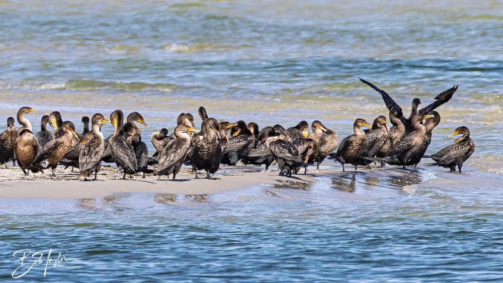 20251111-Cape San Blas All -39.jpg